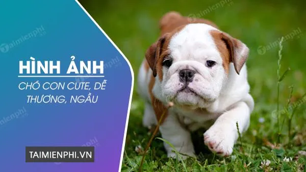 alt="Hình chó con ngầu"