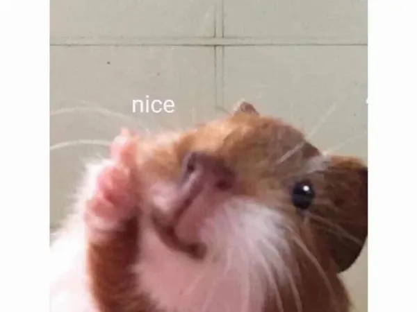 anh chuot hamster hai huoc