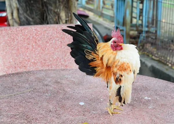 anh ga choi chien 1