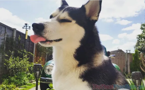 Chó Husky ngáo biểu cảm hài hước