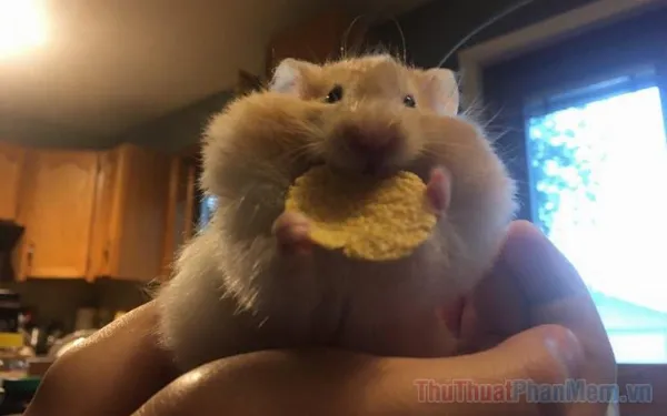 Chuột Hamster đội mũ bảo hiểm