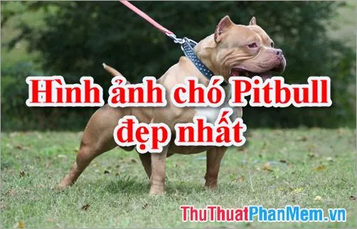 hinh anh cho pitbull