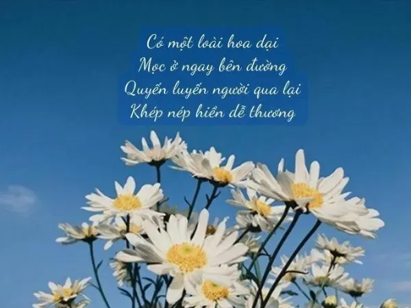 Hình ảnh hoa dại buồn