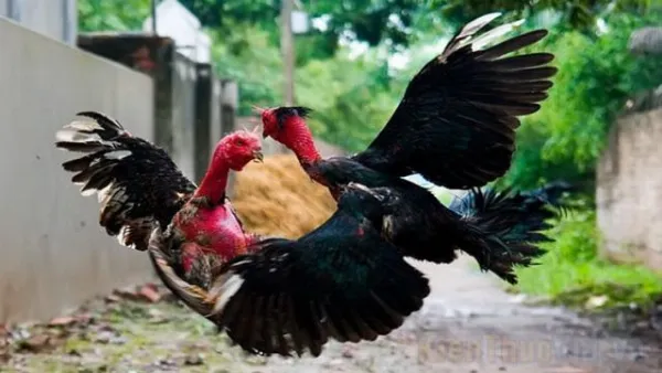hinh ga chien 1
