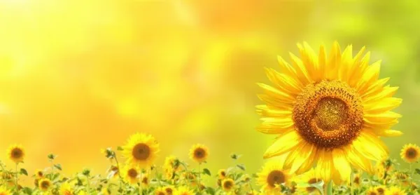 Hình nền hoa hướng dương rực rỡ cho máy tính