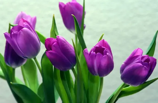 Hình nền hoa tulip đỏ rực rỡ cho không gian thêm phần tươi sáng
