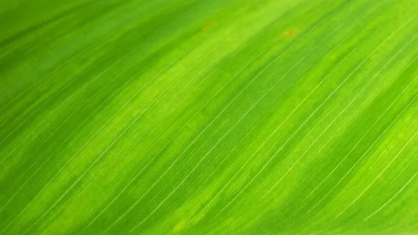 Hình nền rừng cây xanh mướt cho máy tính