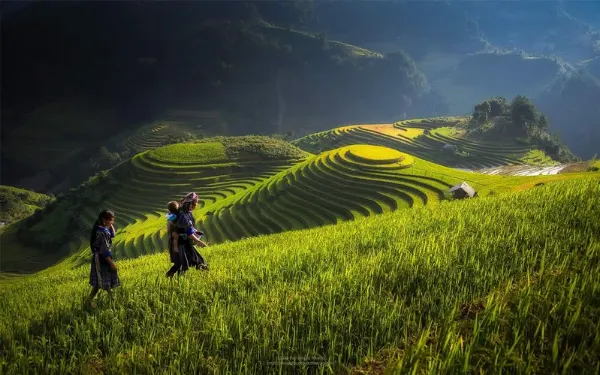 Hình nền ruộng bậc thang Việt Nam mùa lúa chín vàng óng.