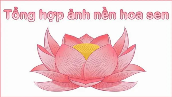 Hoa sen trắng tinh khôi