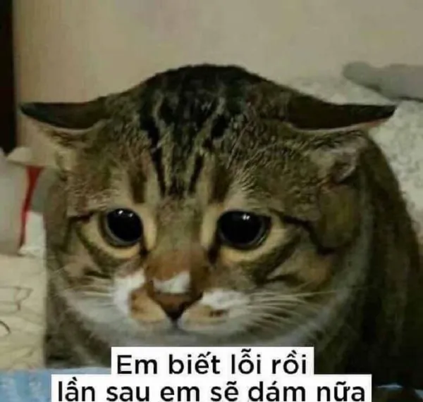 Meme xin lỗi tổng hợp