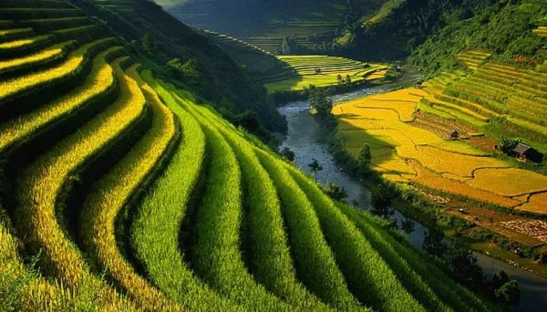 Ruộng bậc thang mùa lúa chín ở vùng núi phía Bắc Việt Nam