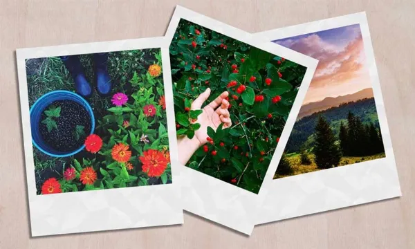 Tạo hiệu ứng ảnh Polaroid trong Photoshop